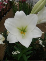 [5687 ST LO-133-1 No02.JPG]